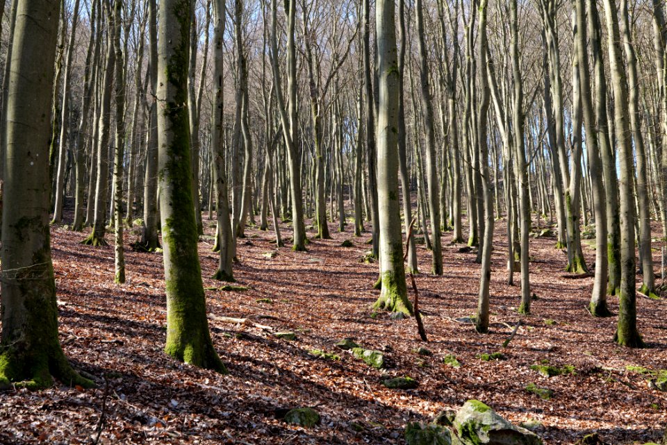 Taunus in Oberursel near Urselbach 2020-03-23 11