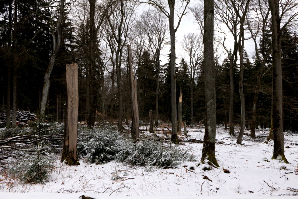 Taunus forest Schmitten with snow 2021-04-06 28