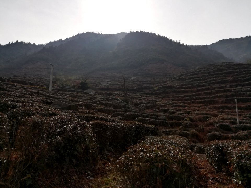 Tea trees in Mount Heng (Hunan)