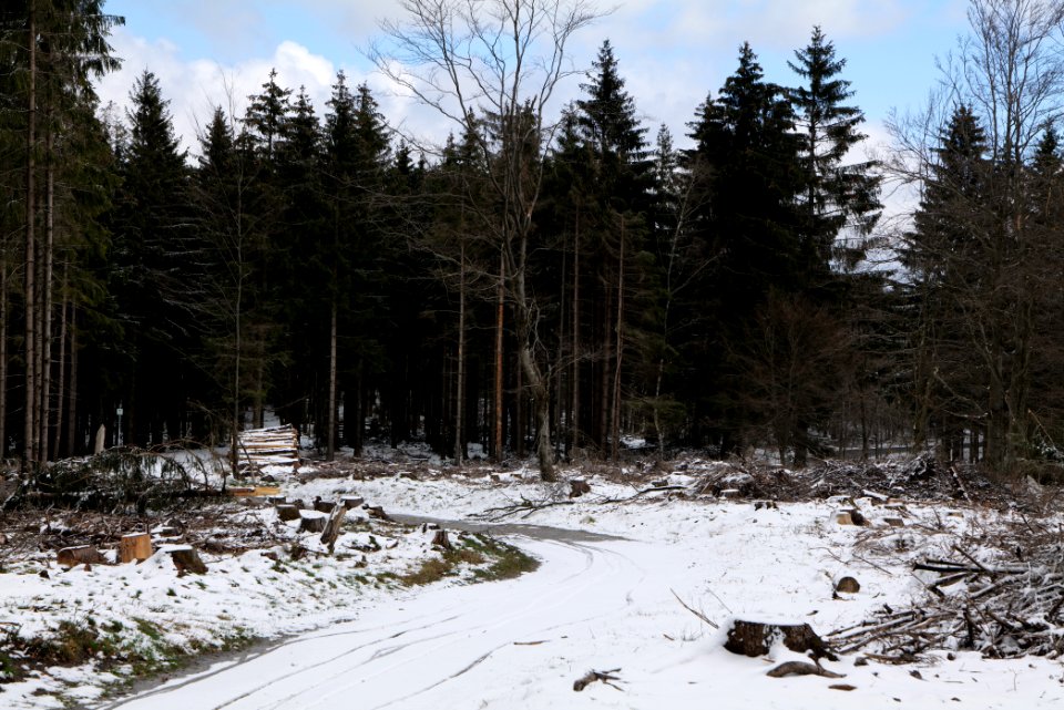 Taunus forest Schmitten with snow 2021-04-06 17