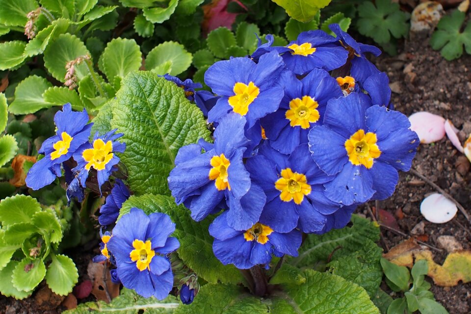 Nature spring garden