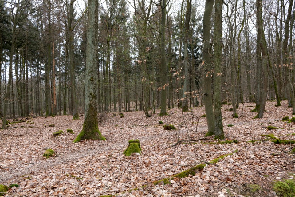 Taunus forest Ockstadt 2021-04-02 37