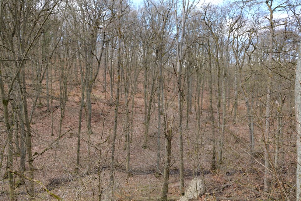 Taunus forest in Ober-Mörlen 2021-04-02 100