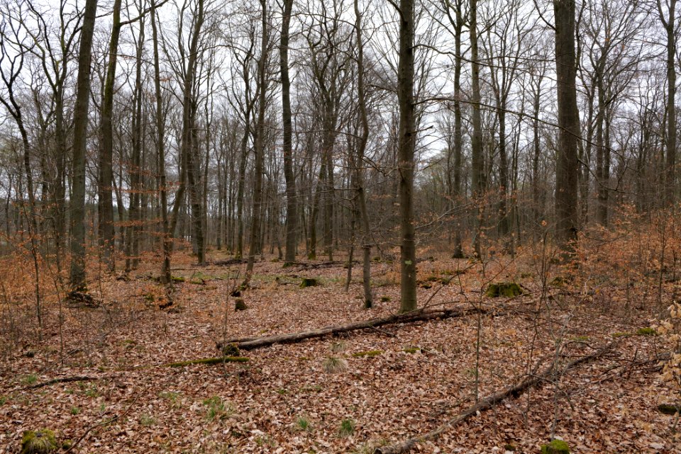 Taunus forest Ockstadt 2021-04-02 31