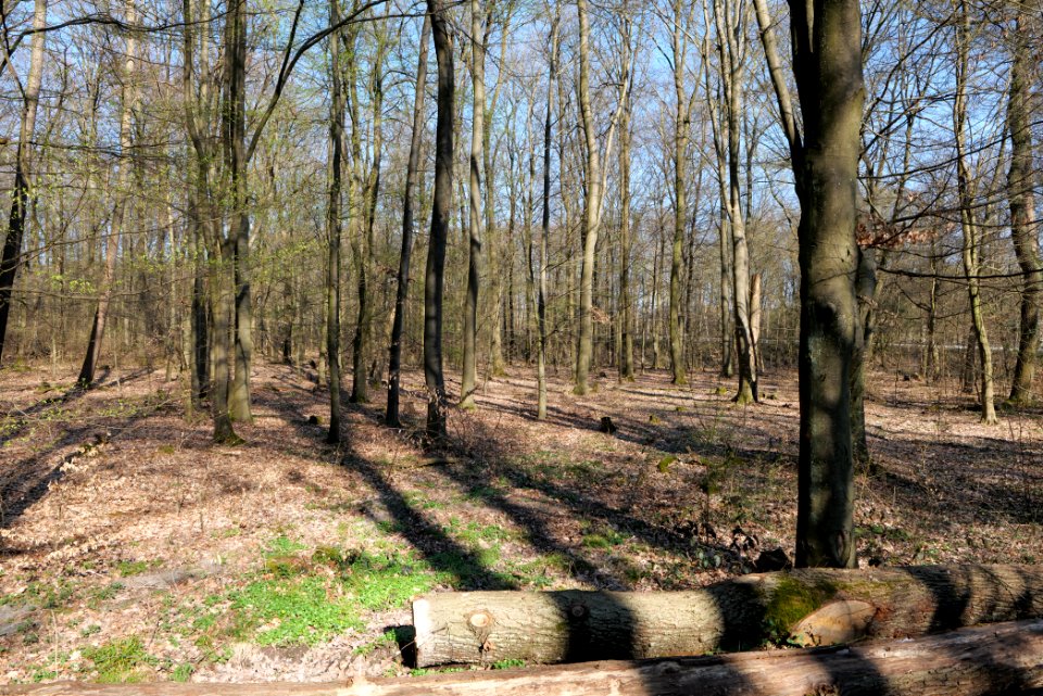 Taunus forest in Ober Rosbach 2021-04-02 54