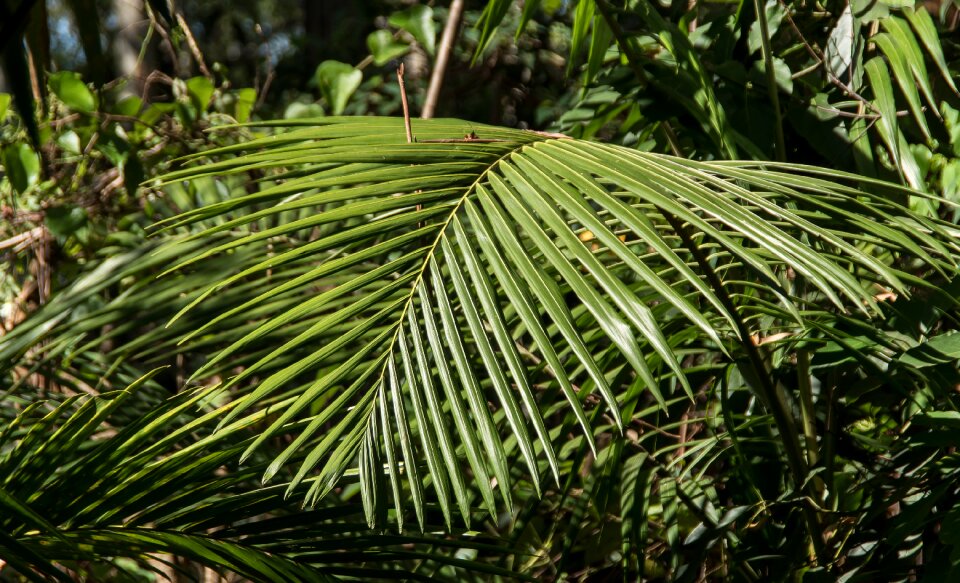 Rain forest forest australia