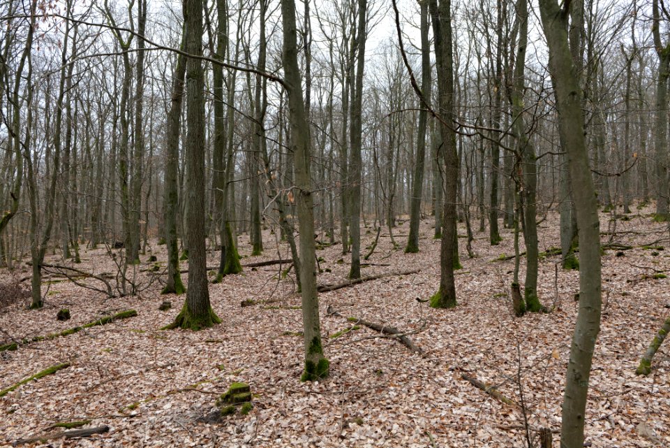 Taunus forest in Ober-Mörlen 2021-04-02 05