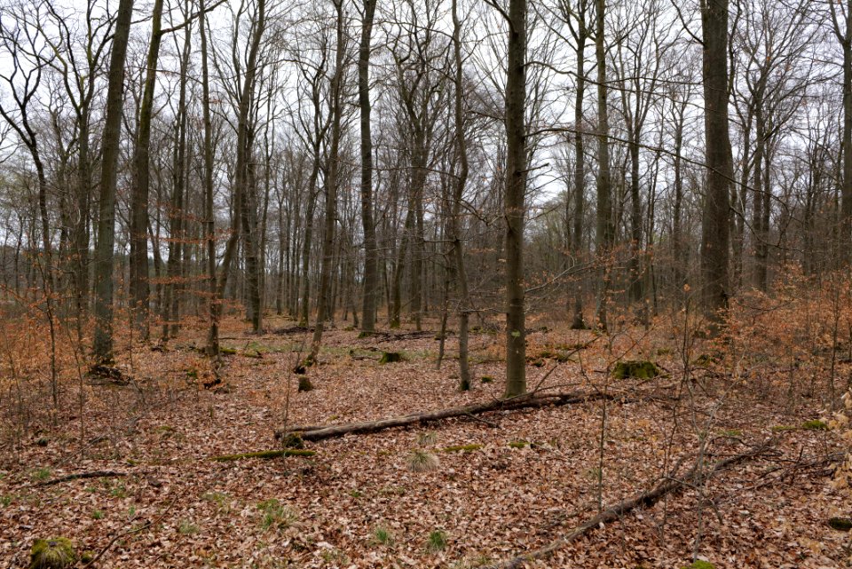 Taunus forest Ockstadt 2021-04-02 30