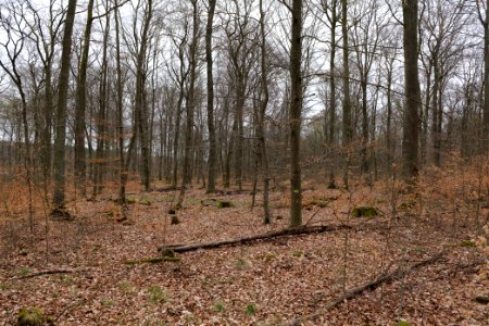 Taunus forest Ockstadt 2021-04-02 30