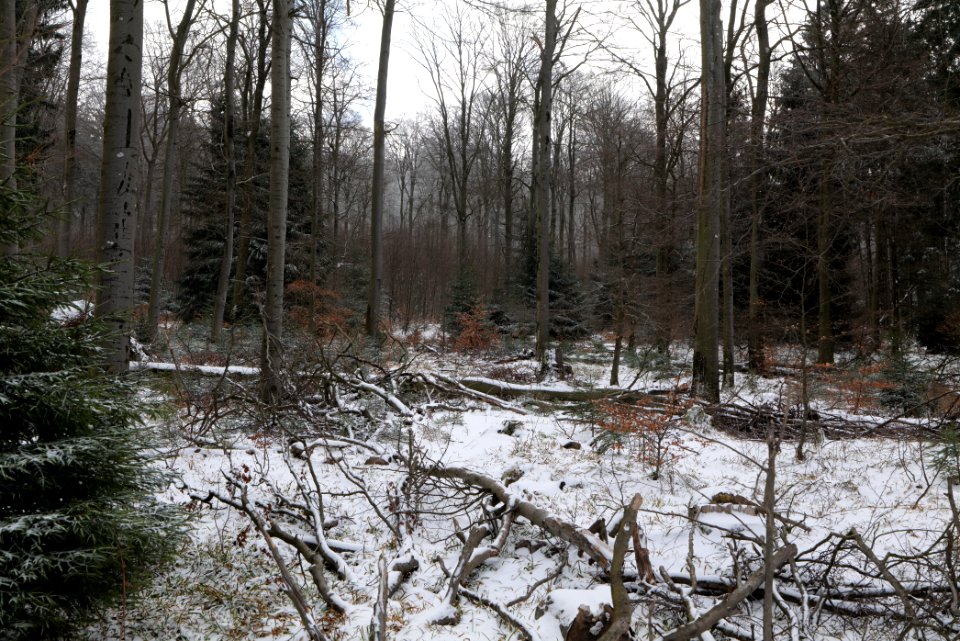 Taunus forest Schmitten with snow 2021-04-06 10