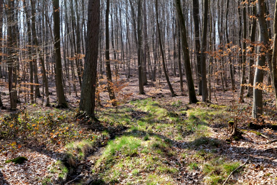 Taunus forest in Ober Rosbach 2021-04-02 46