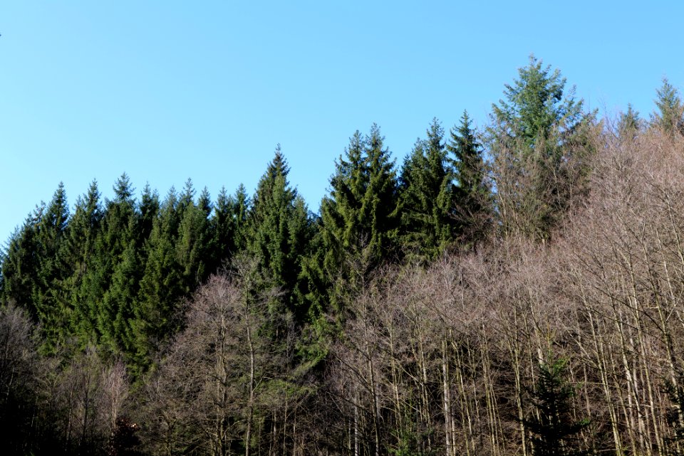 Taunus in Oberursel near Urselbach 2020-03-23 48