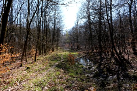 Taunus forest in Ober Rosbach 2021-04-02 42
