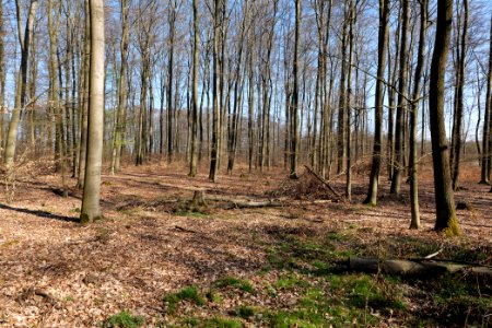 Taunus forest in Ober Rosbach 2021-04-02 52