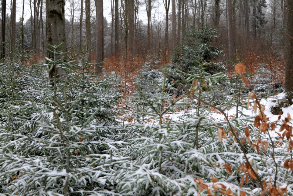 Taunus forest Schmitten with snow 2021-04-06 03