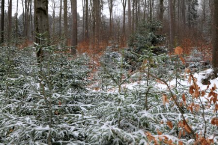 Taunus forest Schmitten with snow 2021-04-06 03