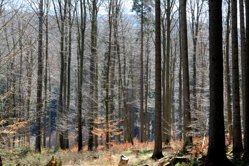 Taunus in Oberursel near Urselbach 2020-03-23 75