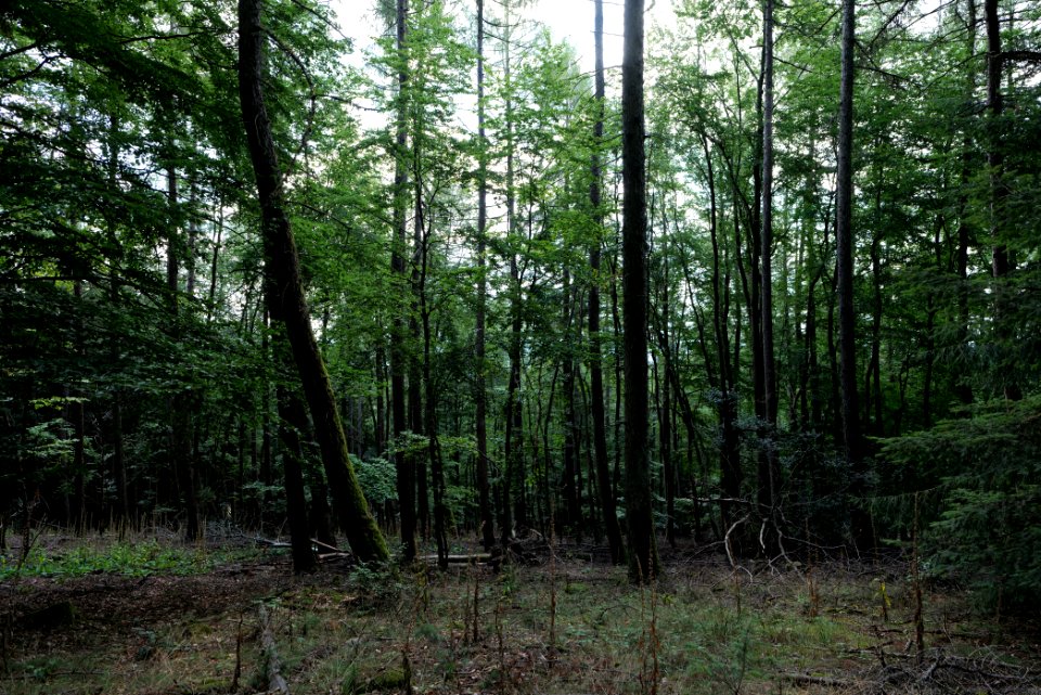 Taunus near Fuchsstein 2020-08-18 15