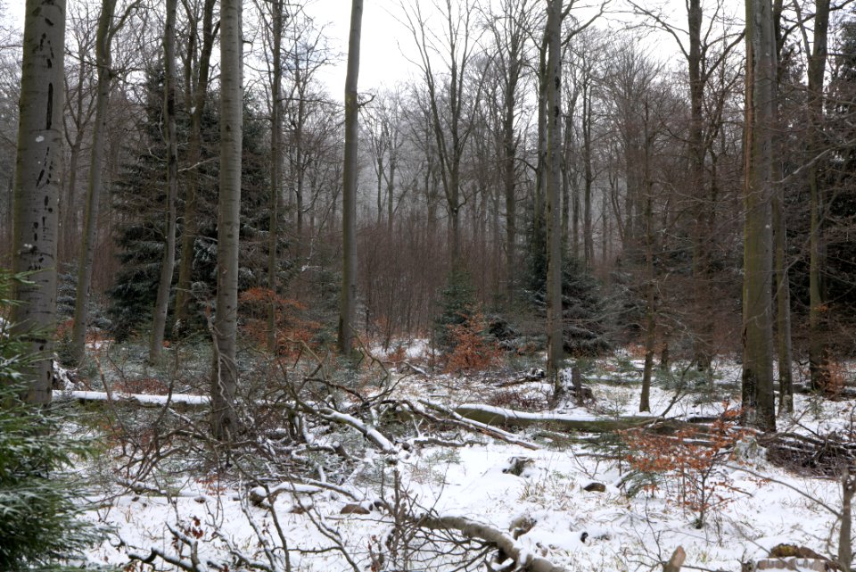 Taunus forest Schmitten with snow 2021-04-06 08