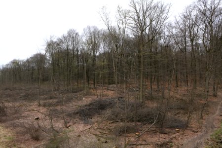 Taunus forest Ockstadt 2021-04-02 27