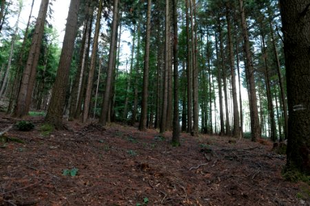 Taunus near Fuchsstein 2020-08-18 16