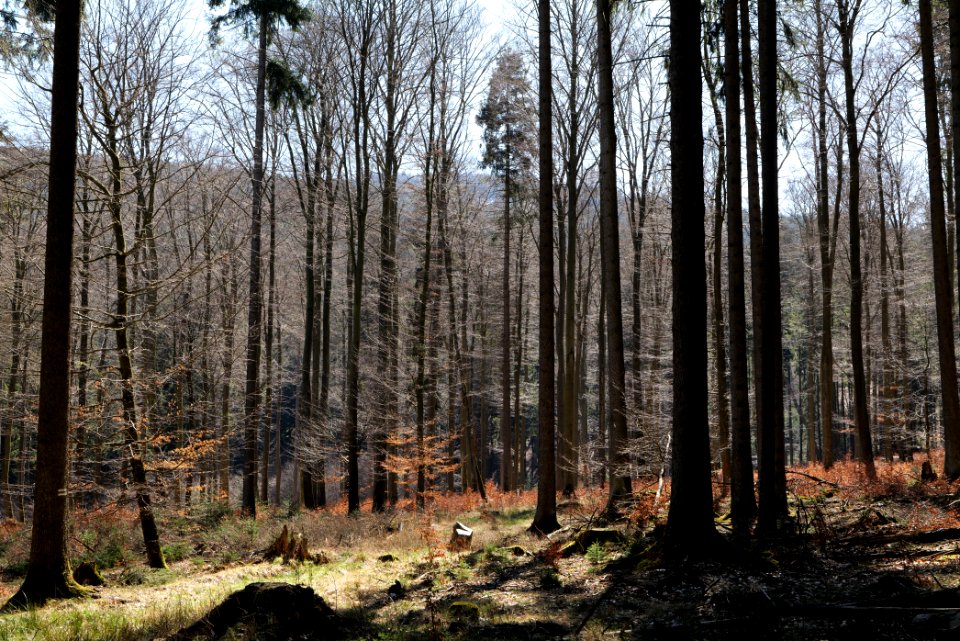 Taunus in Oberursel near Urselbach 2020-03-23 74