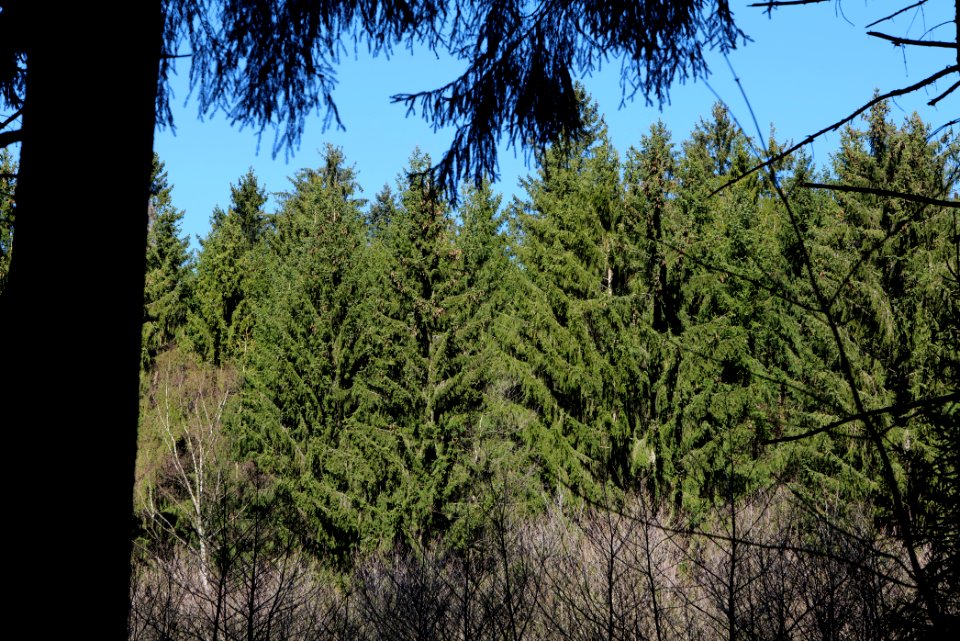 Taunus in Oberursel near Urselbach 2020-03-23 30