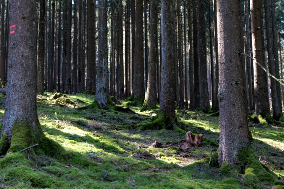 Taunus in Oberursel near Urselbach 2020-03-23 35