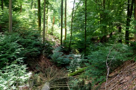Taunus near Rombach 2020-08-18 59
