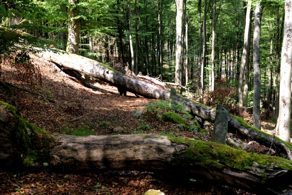 Taunus near Fuchsstein 2020-08-18 21