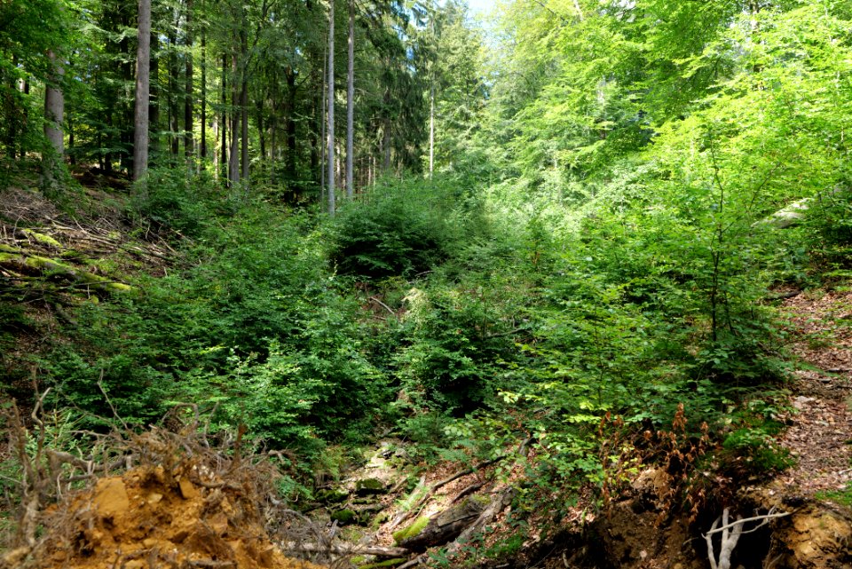 Taunus near Rombach 2020-08-18 67