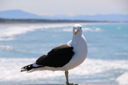 Seagull gannet sea