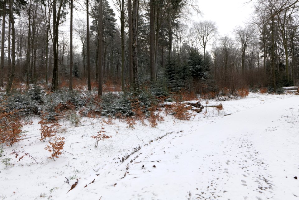Taunus forest Schmitten with snow 2021-04-06 04