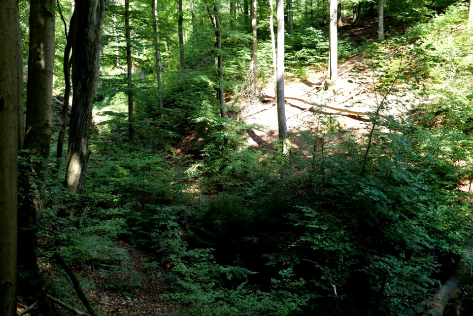 Taunus near Rombach 2020-08-18 57