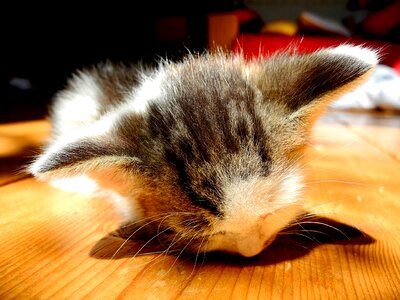 Cat sleeping pet photo
