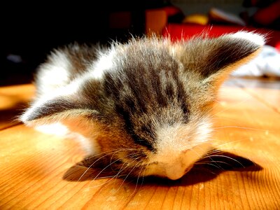 Cat sleeping pet