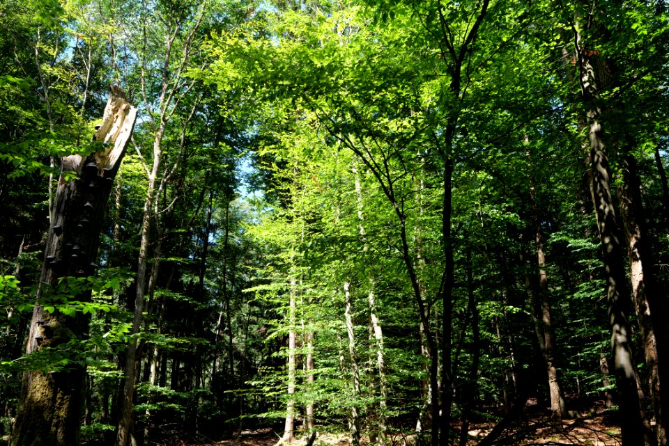 Taunus near Langer Weg 2020-08-18 02