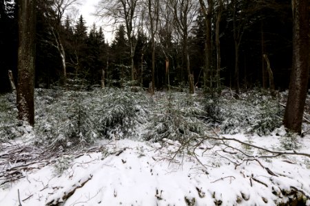 Taunus forest Schmitten with snow 2021-04-06 27