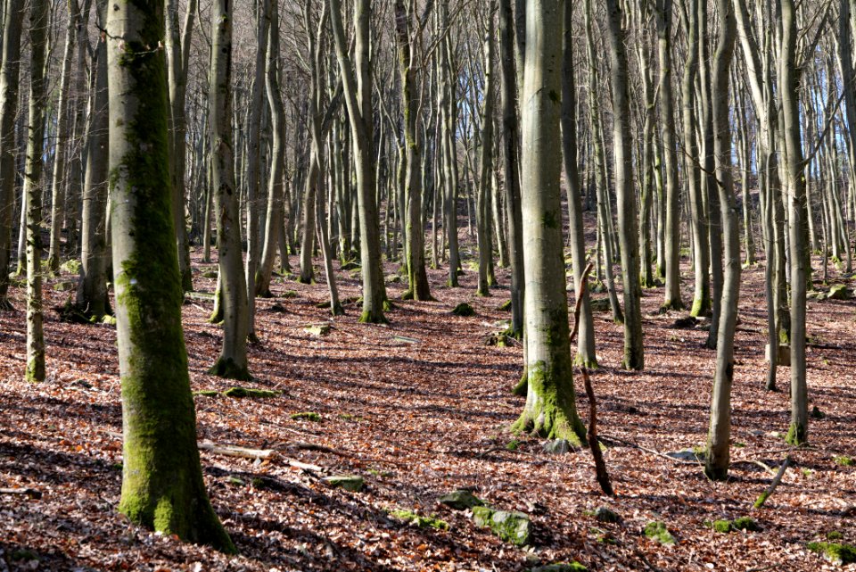 Taunus in Oberursel near Urselbach 2020-03-23 14