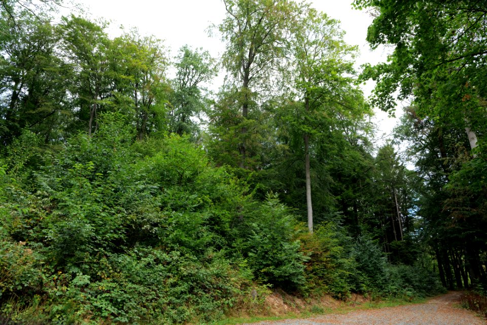 Taunus near Rombach 2020-08-18 04