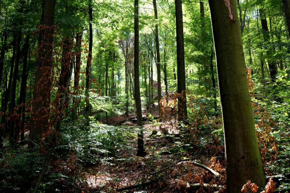 Taunus near Fuchsstein 2020-08-18 45