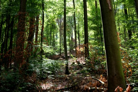 Taunus near Fuchsstein 2020-08-18 45