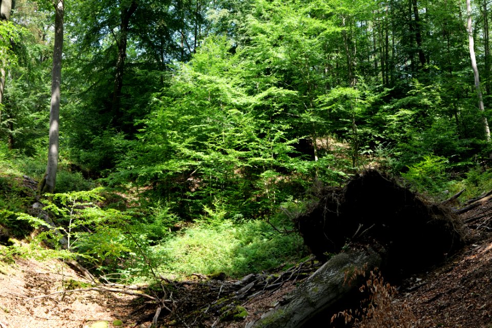 Taunus near Rombach 2020-08-18 64