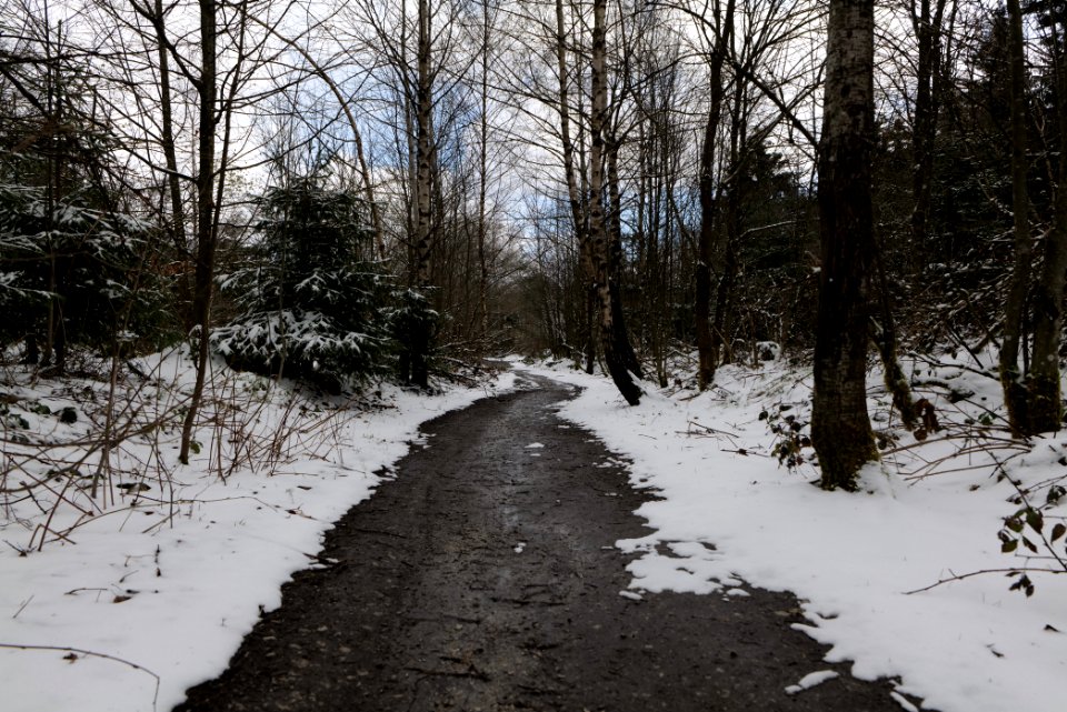Taunus forest Schmitten with snow 2021-04-06 31