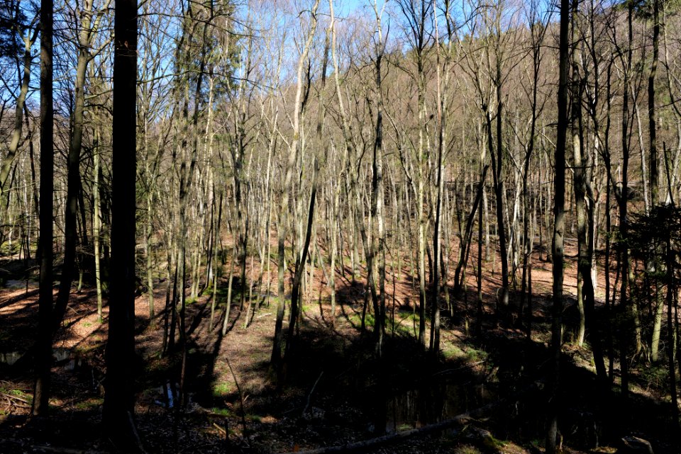 Taunus in Oberursel near Urselbach 2020-03-23 26