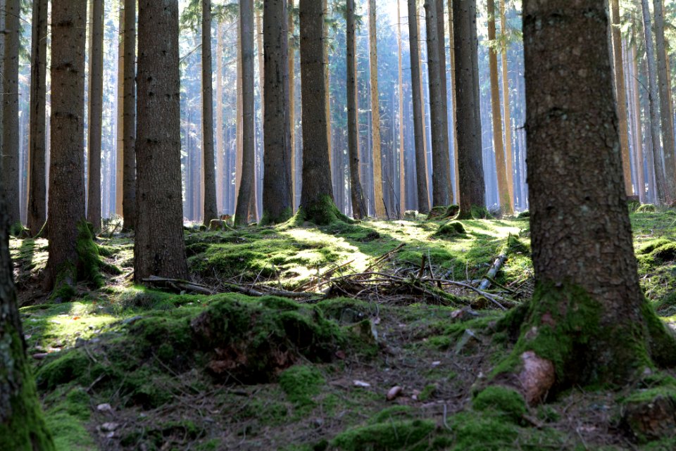 Taunus in Oberursel near Urselbach 2020-03-23 31