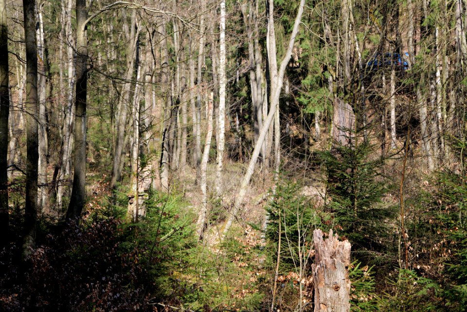 Taunus in Oberursel near Urselbach 2020-03-23 20