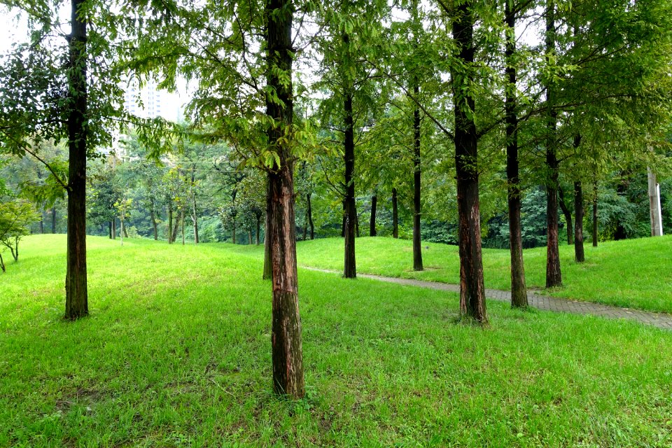 Tazishan Park - Chengdu, China - DSC03188