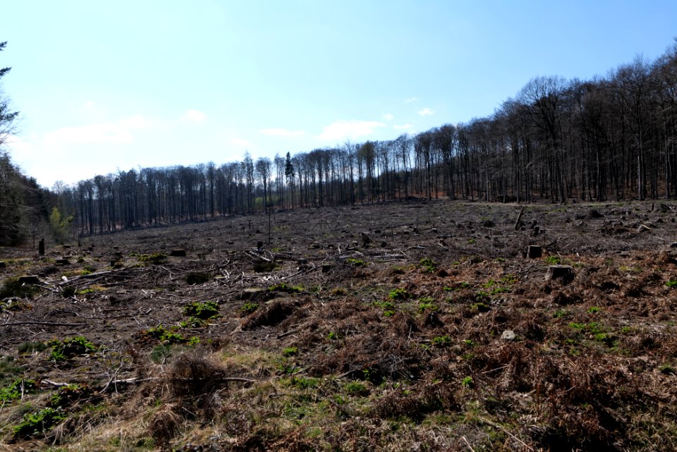 Taunus forest in Ober Rosbach 2021-04-02 33