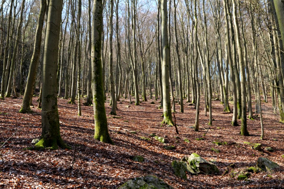 Taunus in Oberursel near Urselbach 2020-03-23 09